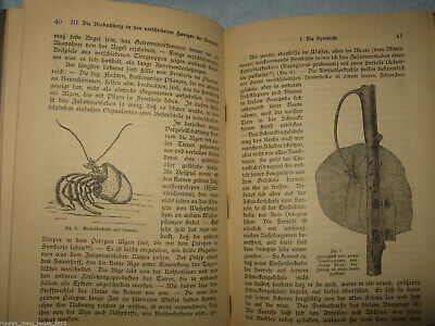 10931.Antique: Anleitung zu zoologischen Beobachtungen (zoological observations). 1910